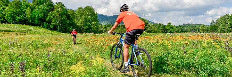 Bike Rentals
